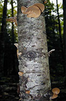 Auricularia auricula 